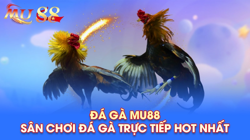 Kinh nghiệm chơi đá gà MU88
